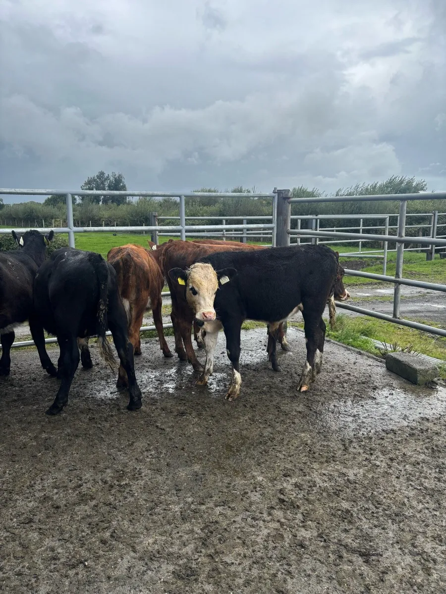 Weanlings - Image 2
