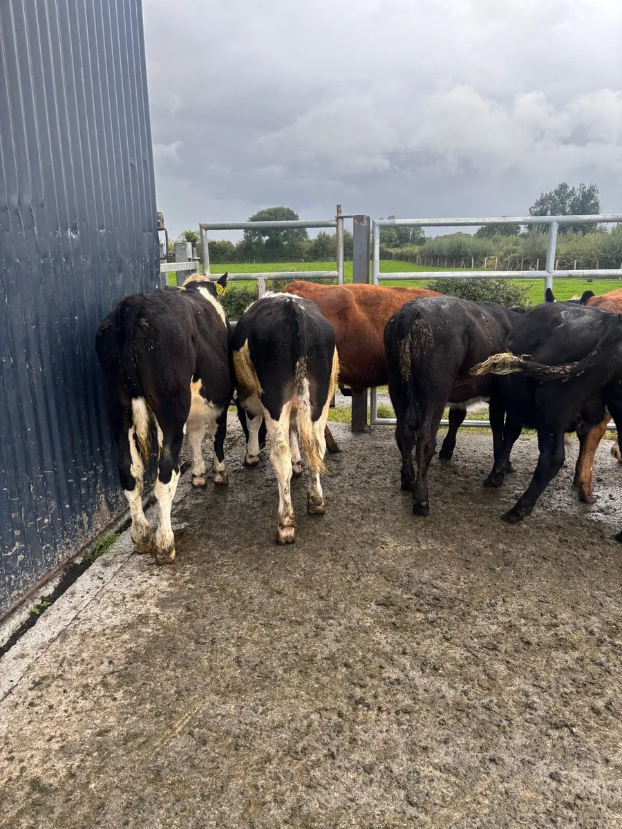 Weanlings - Image 3