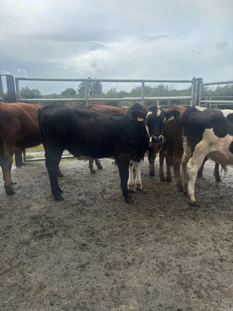 Weanlings - Image 4