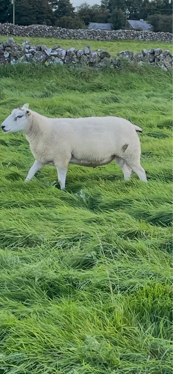 Belclare Ram SIS approved - Image 2