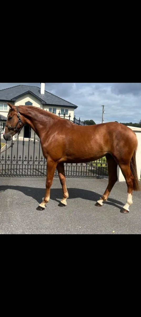 Horse