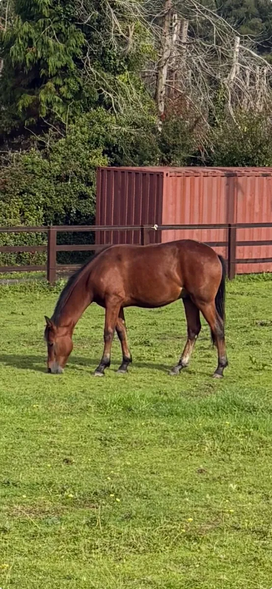 Connemara pony - Image 1