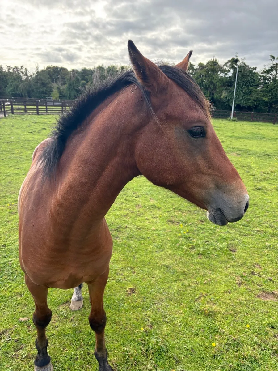 Connemara pony - Image 2