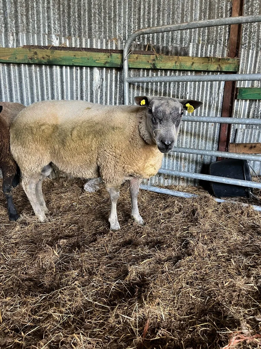 Bleu du Maine ram - Image 1