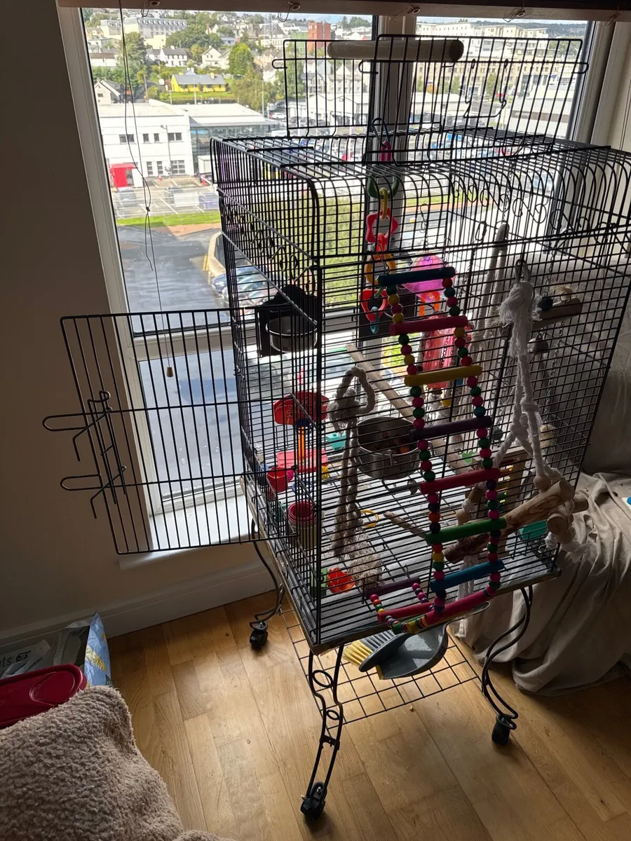Rocko, 1 year old Talking African Grey Parrot 🦜 - Image 4
