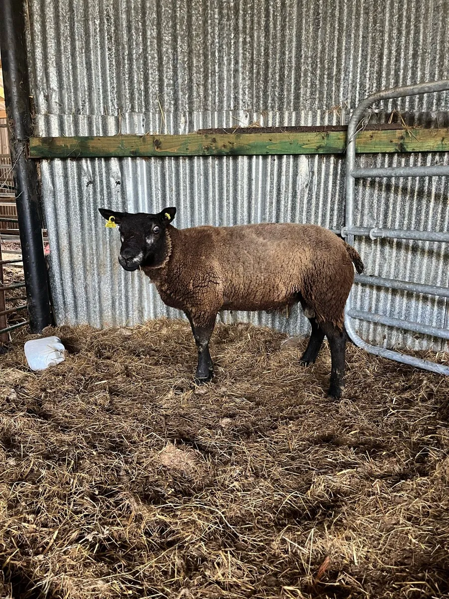 Blue texel ram - Image 1