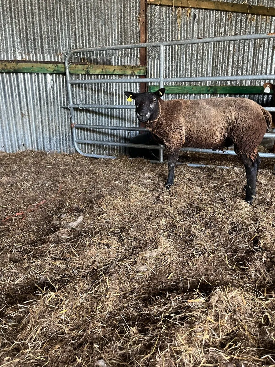 Blue texel ram - Image 2