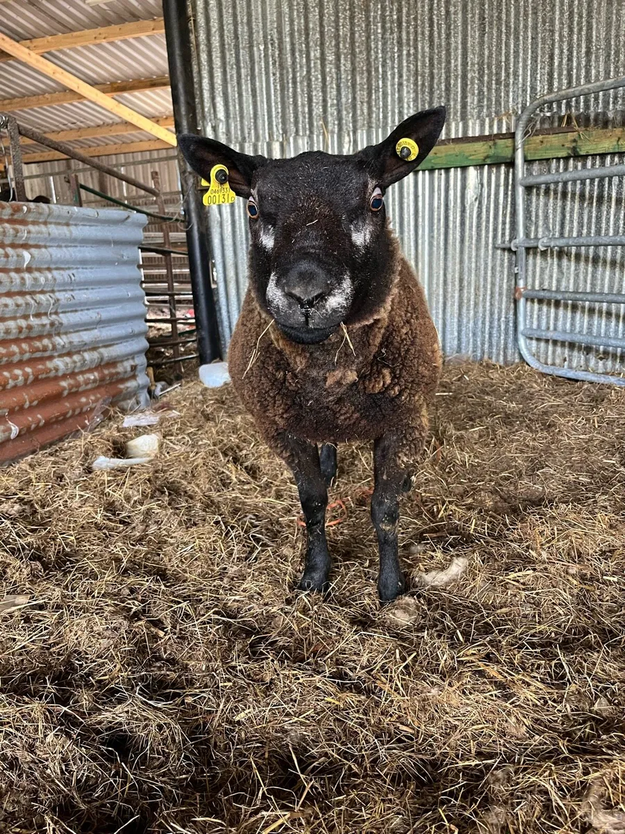 Blue texel ram - Image 3
