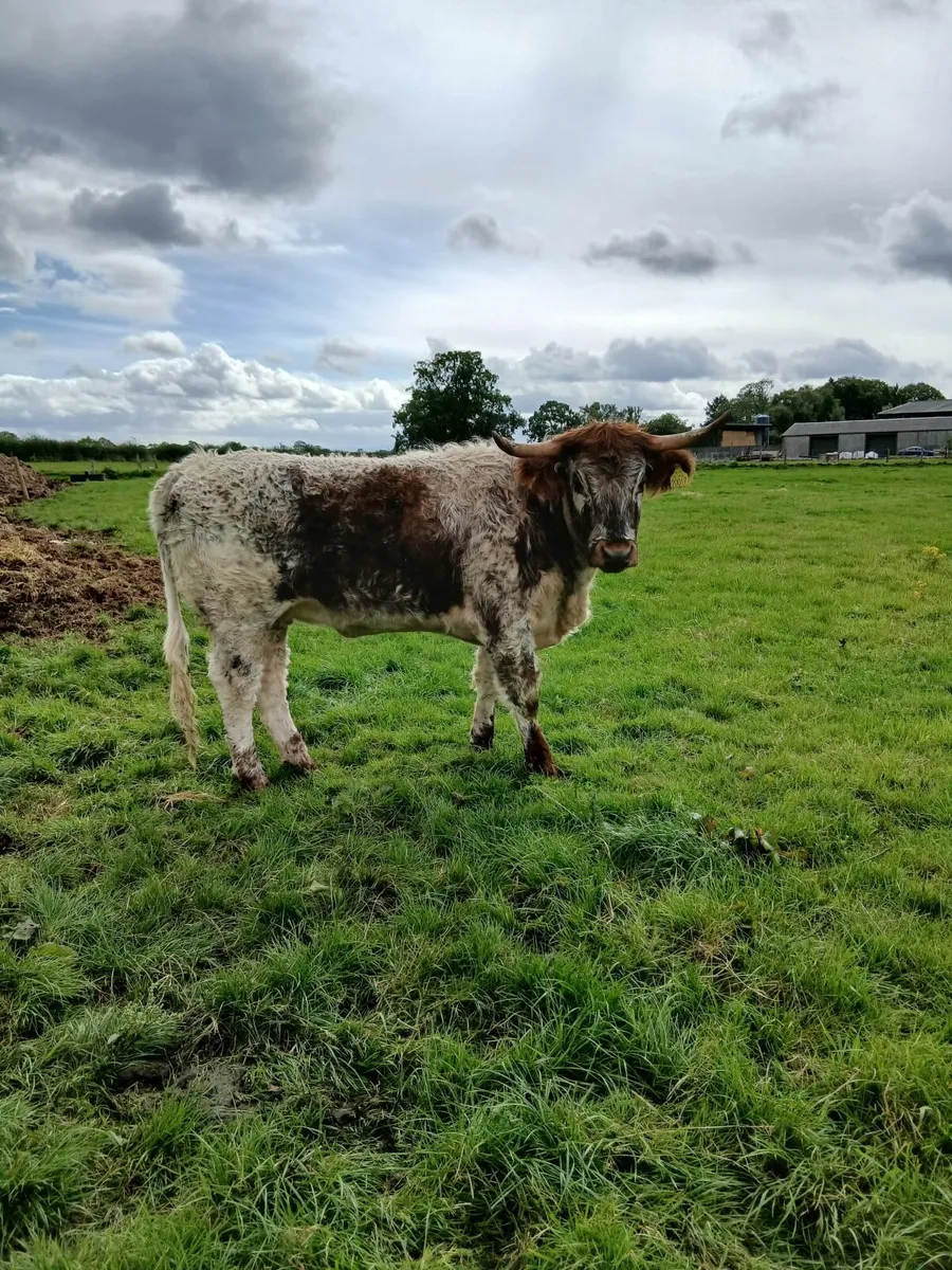 3 pedigree longhorn hfs for sale - Image 2
