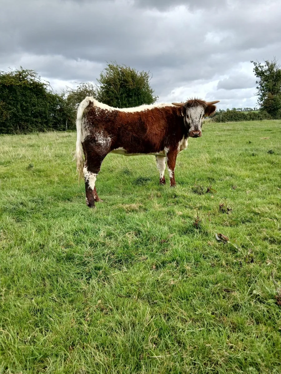 3 pedigree longhorn hfs for sale - Image 3
