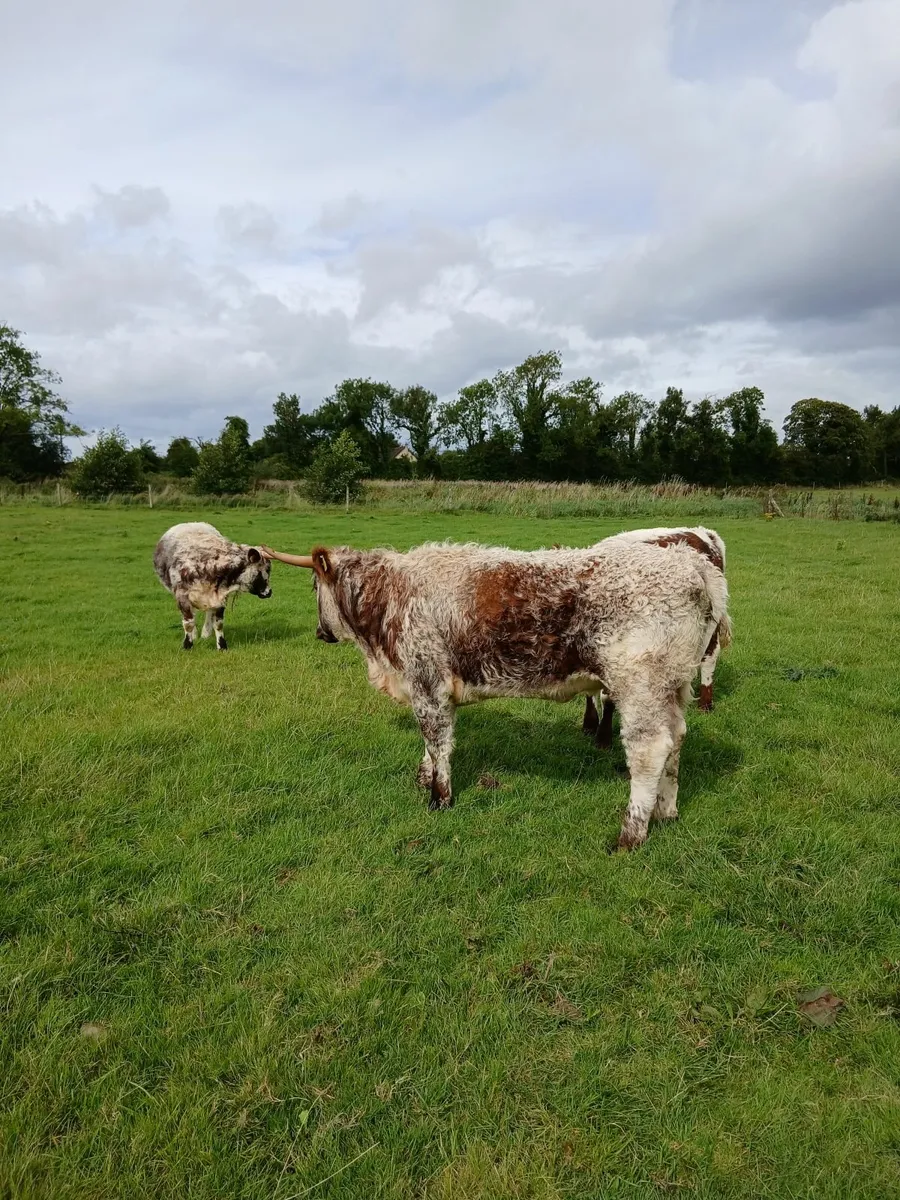 3 pedigree longhorn hfs for sale - Image 4