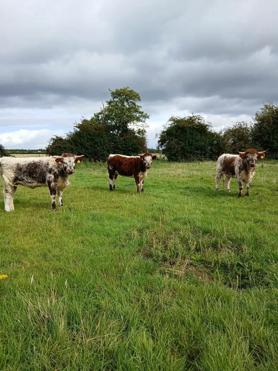 3 pedigree longhorn hfs for sale - Image 1