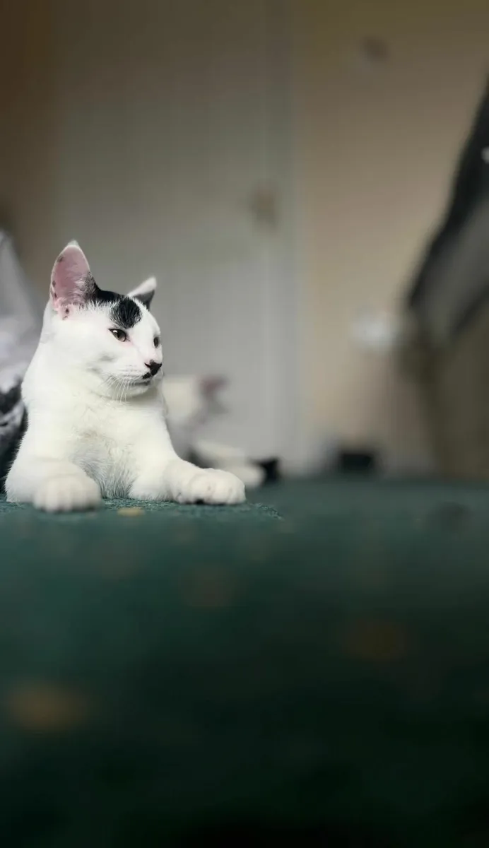 2 rescue kittens for adoption - Image 2