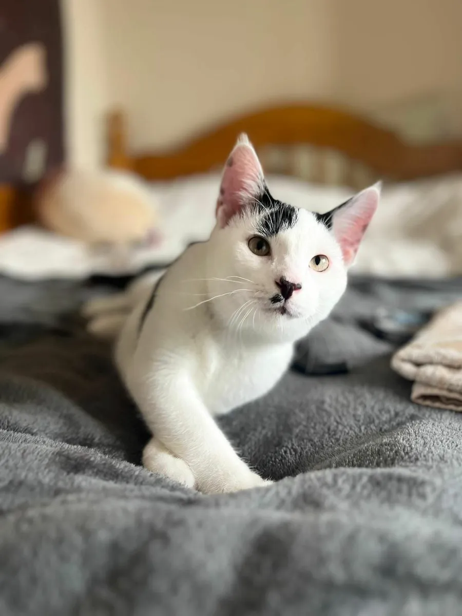 2 rescue kittens for adoption - Image 1