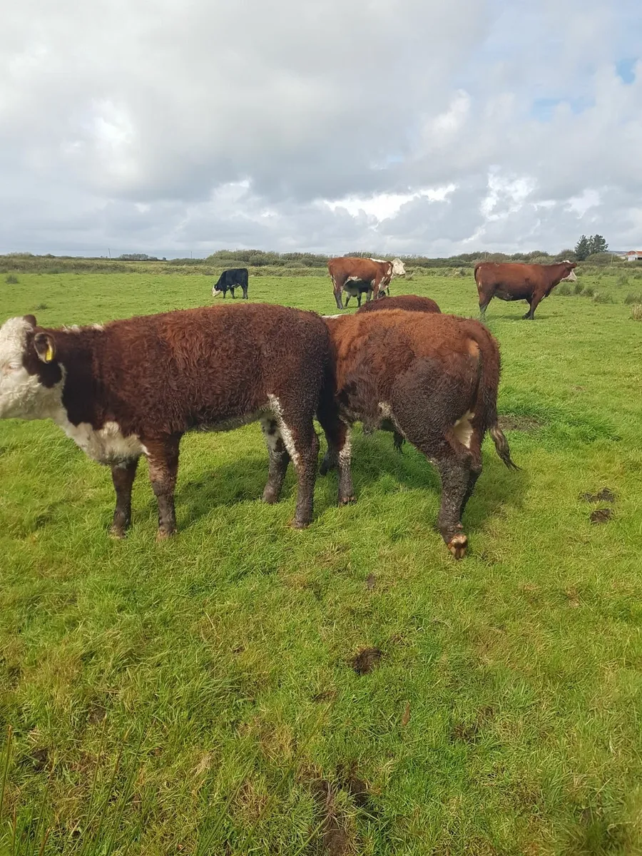 Hereford cattle - Image 1