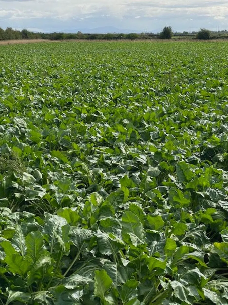 Beet - Image 1
