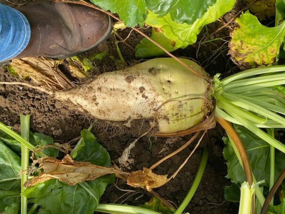 Beet - Image 2