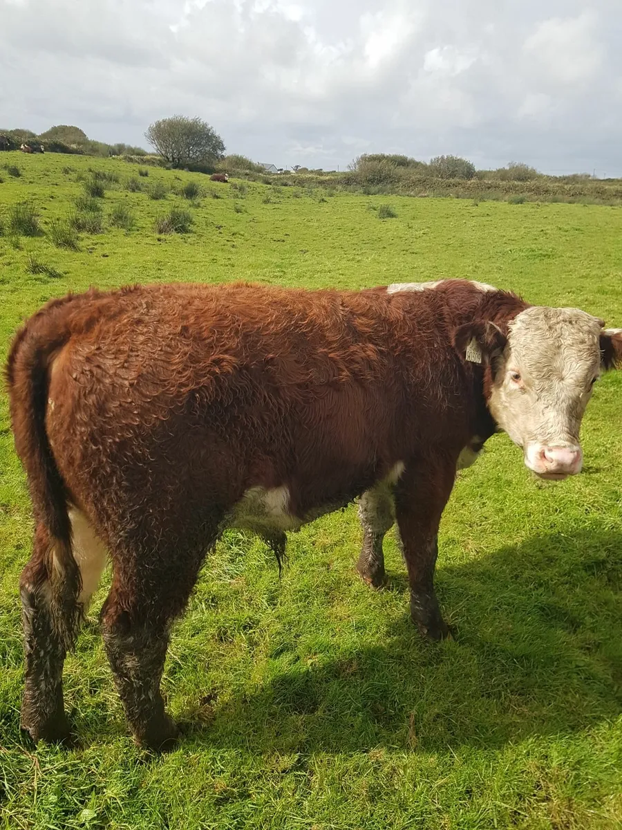 Hereford cattle - Image 2