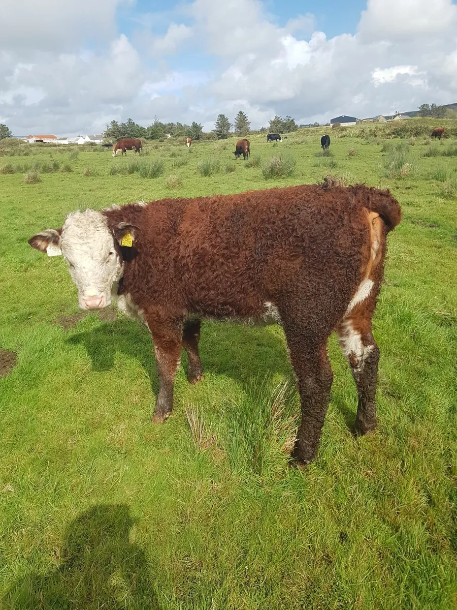 Hereford cattle - Image 3