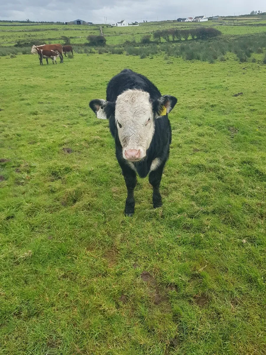 Hereford cattle - Image 4