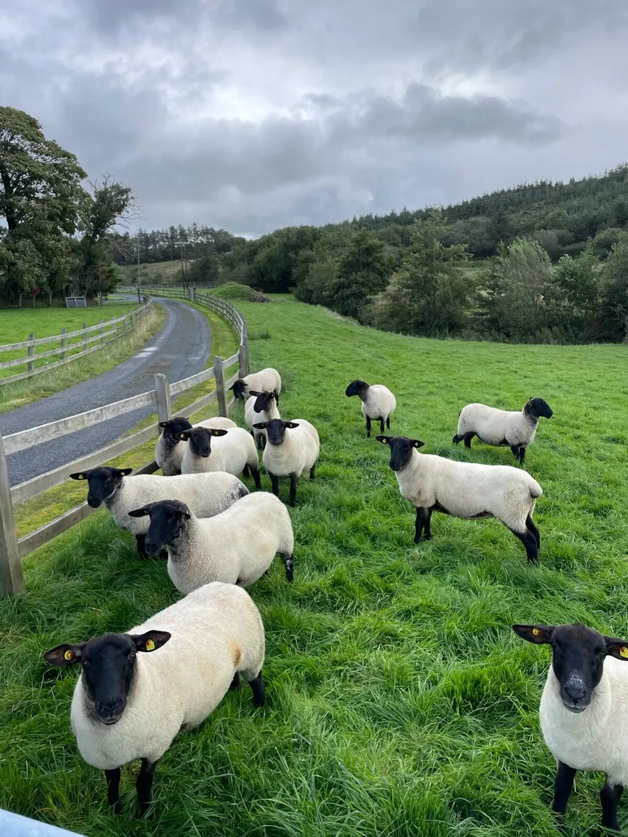 16 Suffolk x mule hoggets - Image 1
