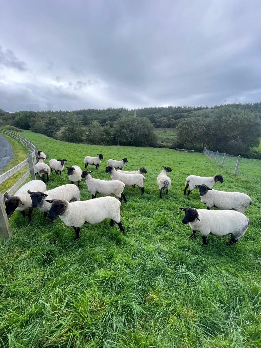 16 Suffolk x mule hoggets - Image 2