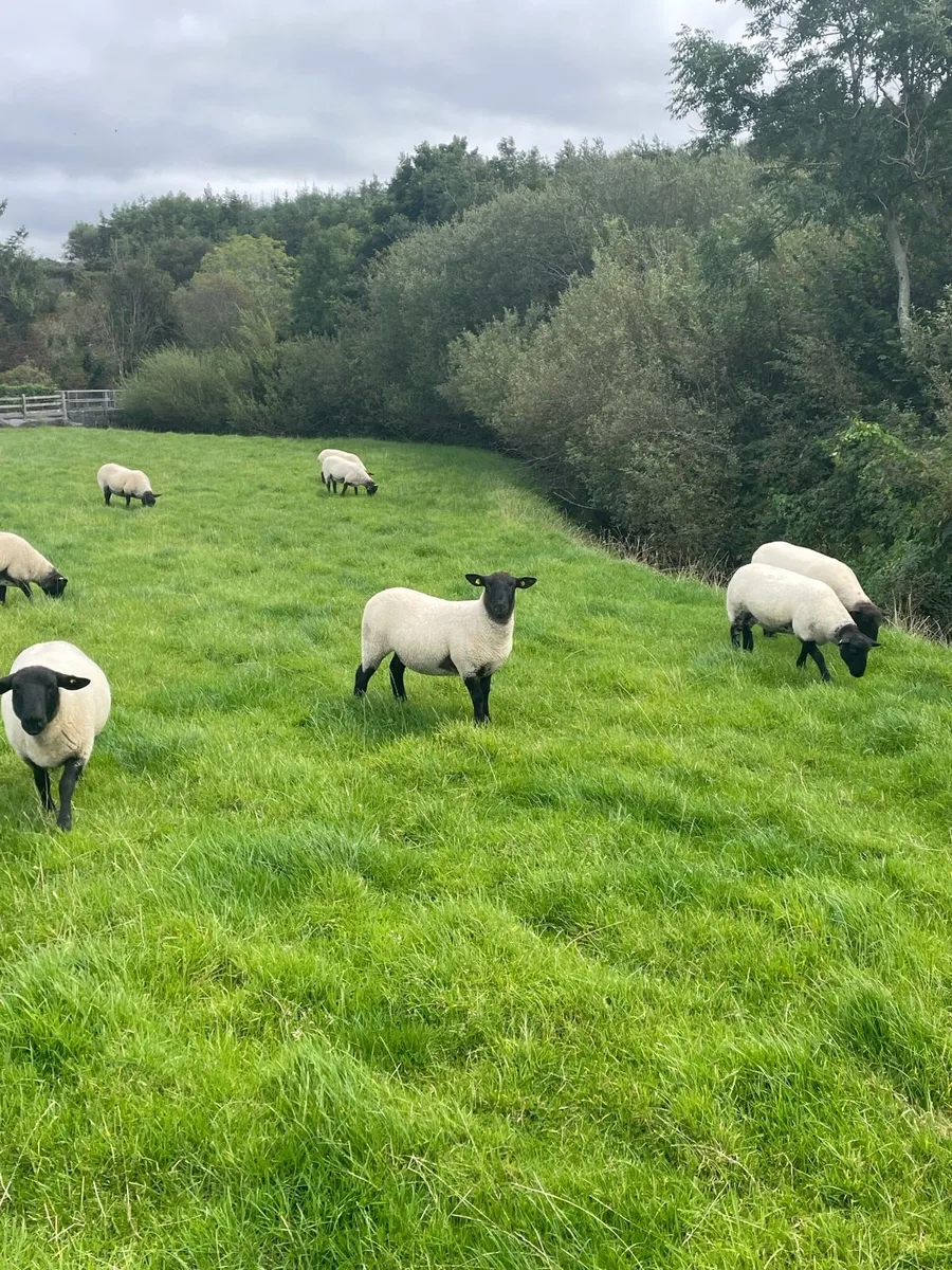 16 Suffolk x mule hoggets - Image 4