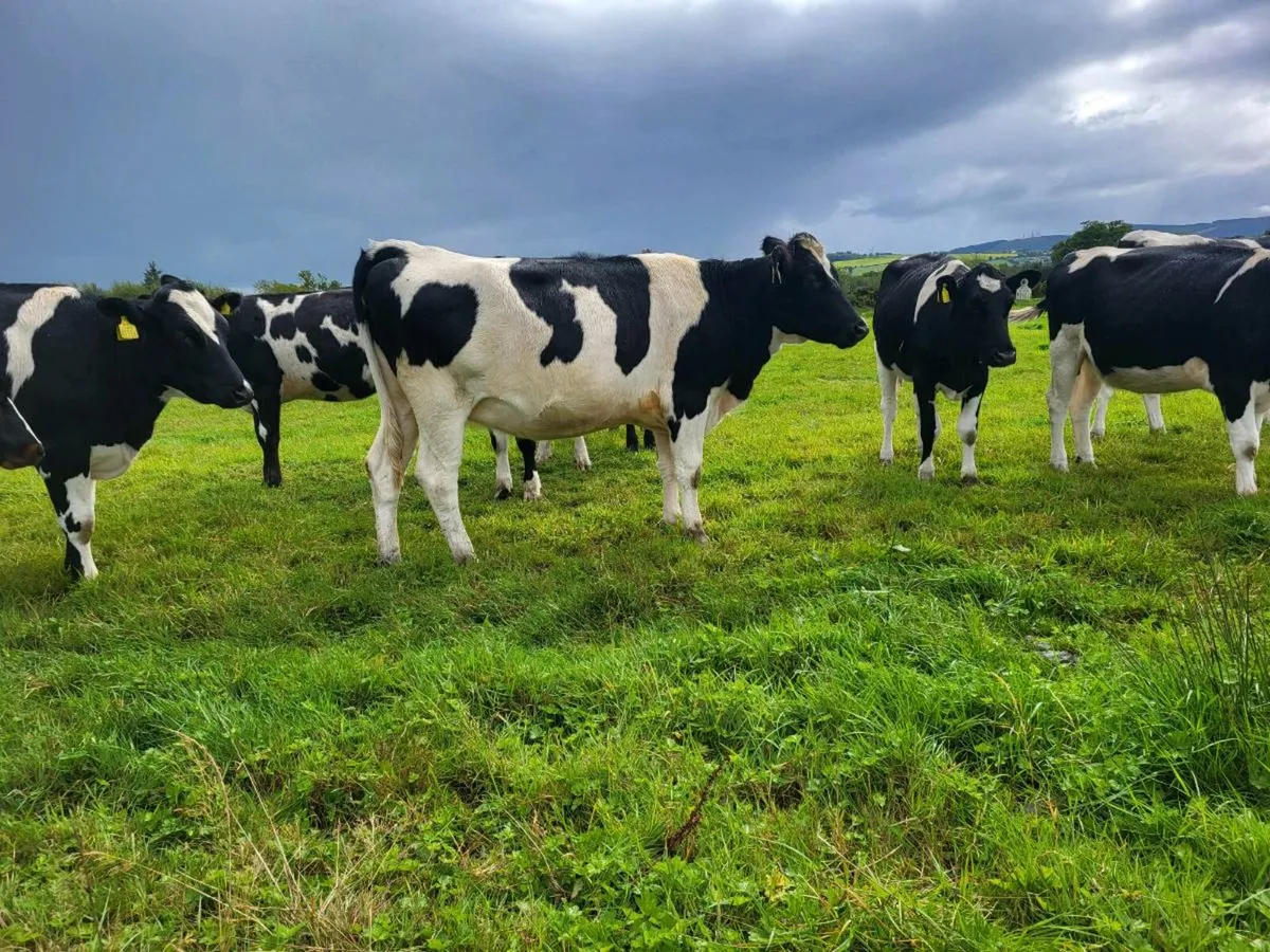 Bulling Heifers - Image 1