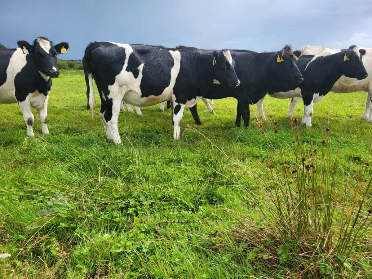 Bulling Heifers - Image 2