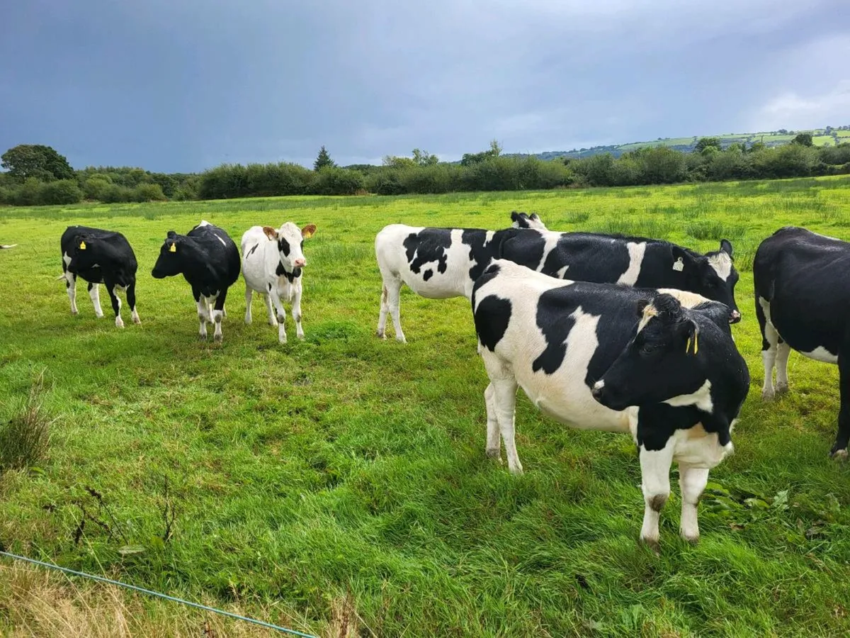 Bulling Heifers - Image 3
