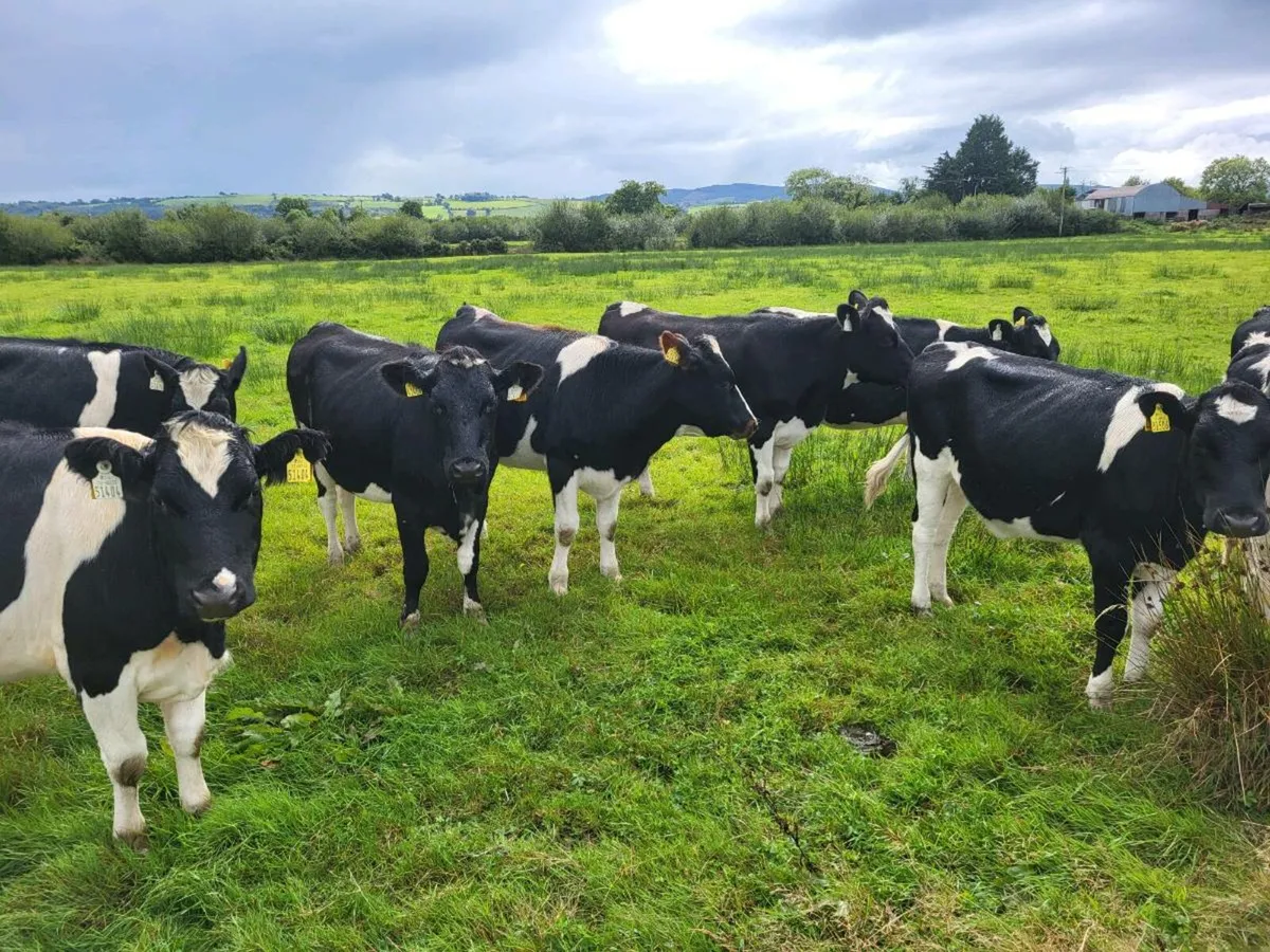 Bulling Heifers - Image 4