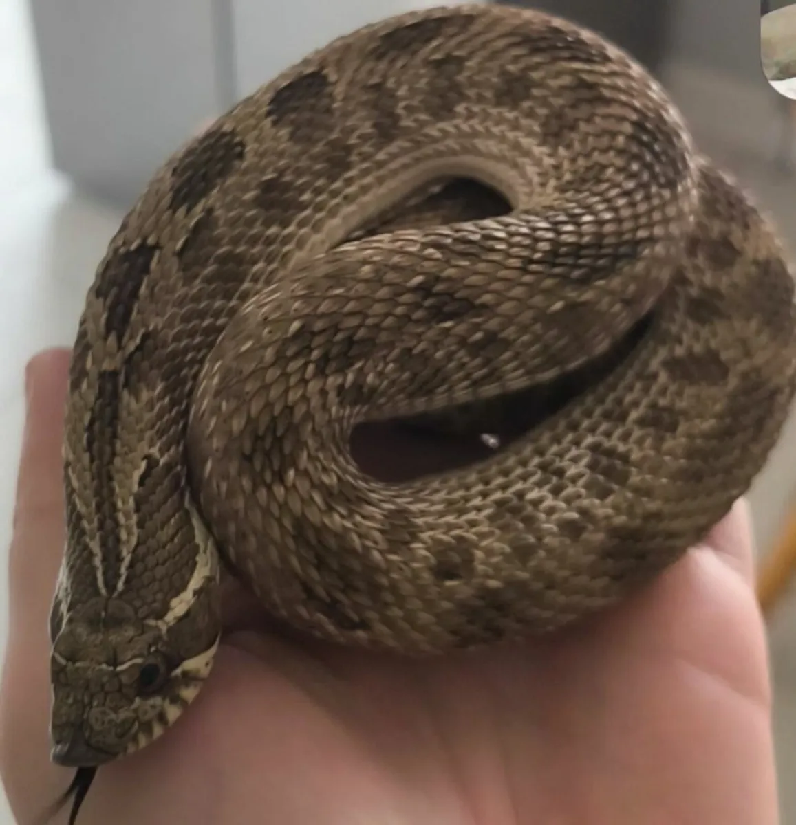 Female artic conda hognose - Image 1