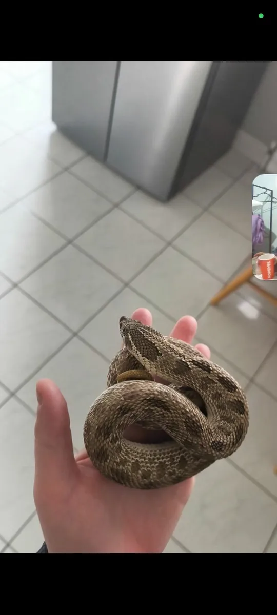Female artic conda hognose - Image 2