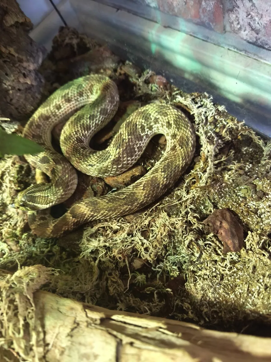 Female artic conda hognose - Image 3
