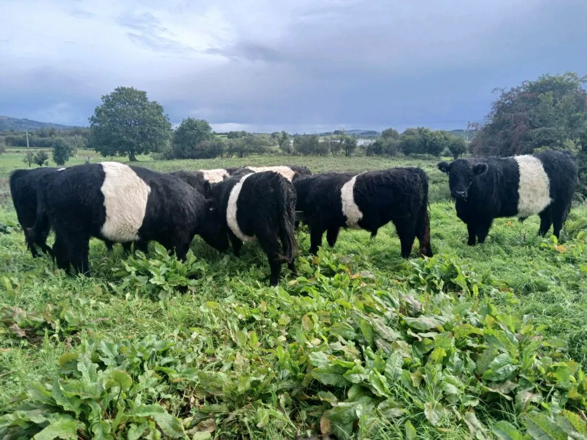 Organic Belted Galloway Bullocks - Image 1