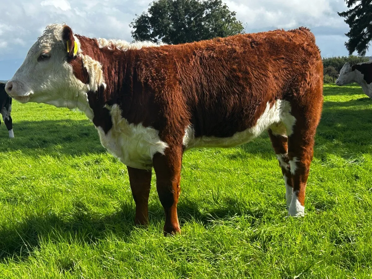 Fully Organic PBR Hereford Heifer - Image 2