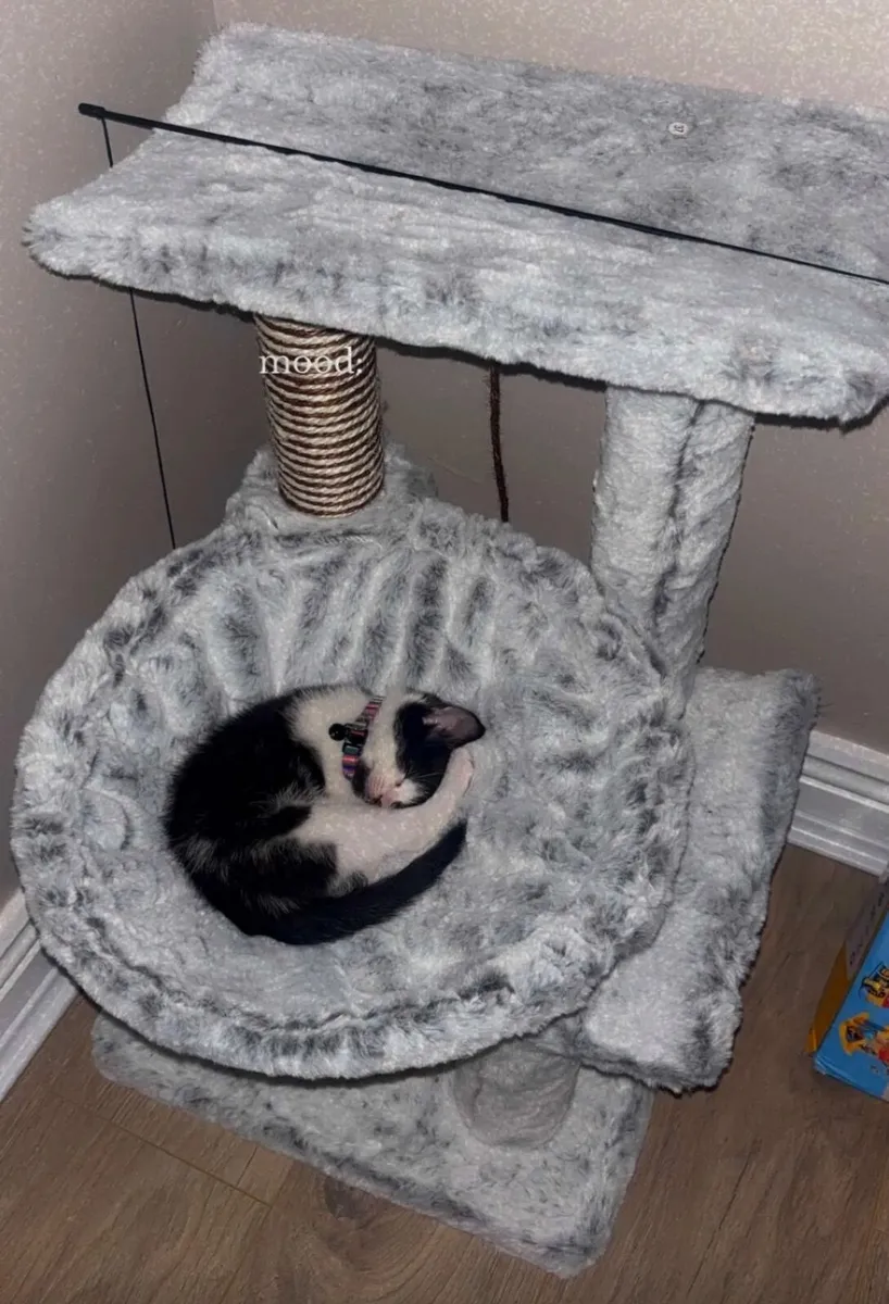 Kittens - Image 1