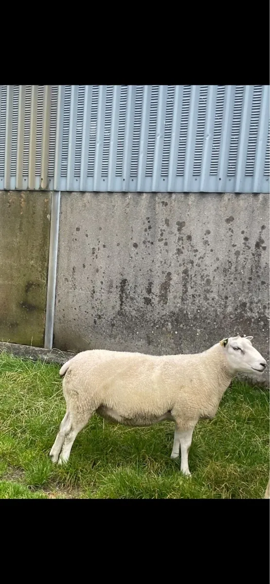 Belclare Ram SIS approved - Image 3