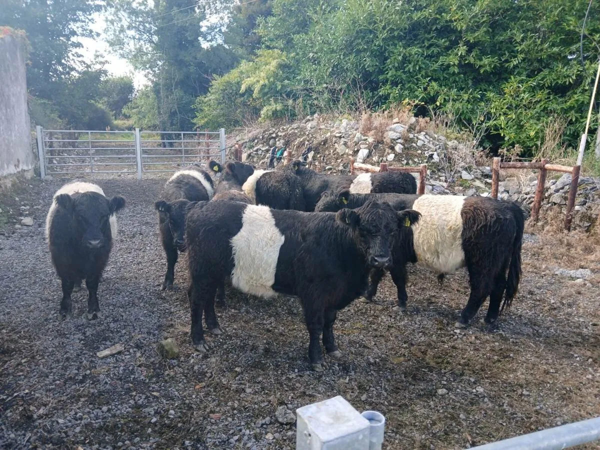 Organic Belted Galloway Bullocks - Image 3