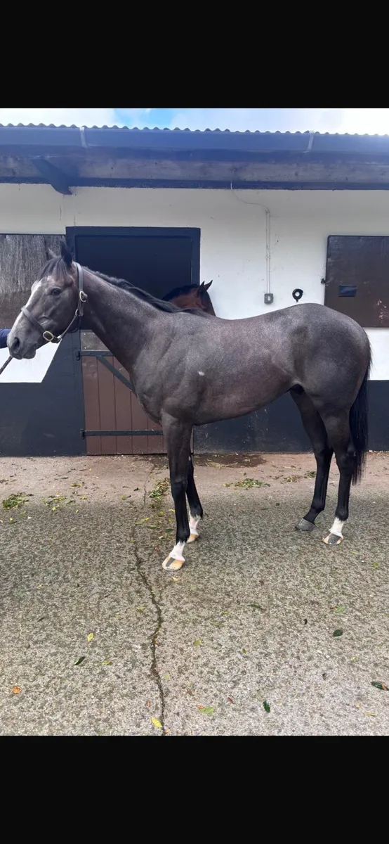 Retired Racehorse looking for a good home - Image 1