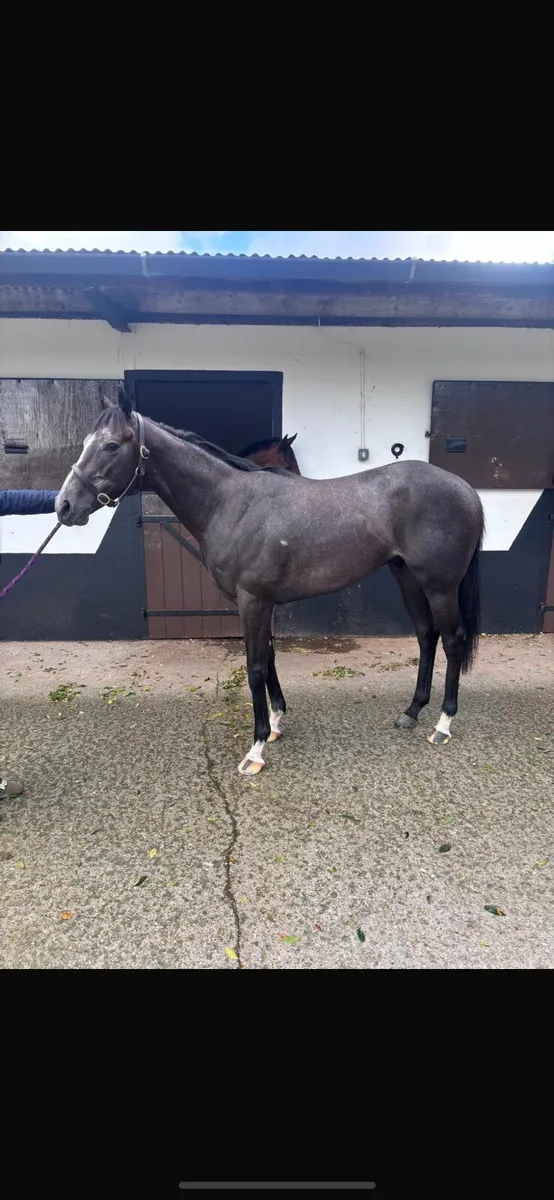 Retired Racehorse looking for a good home - Image 2