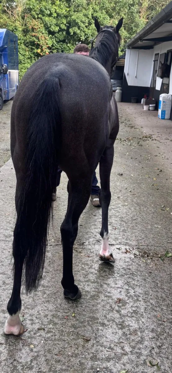 Retired Racehorse looking for a good home - Image 3