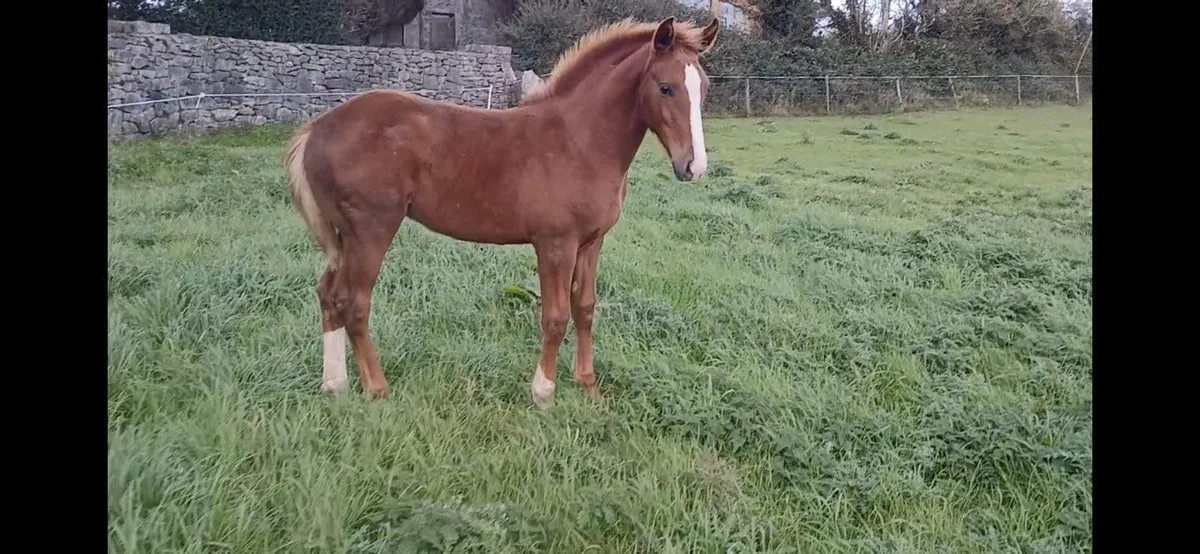 Registered Irish draught filly foal - Image 1