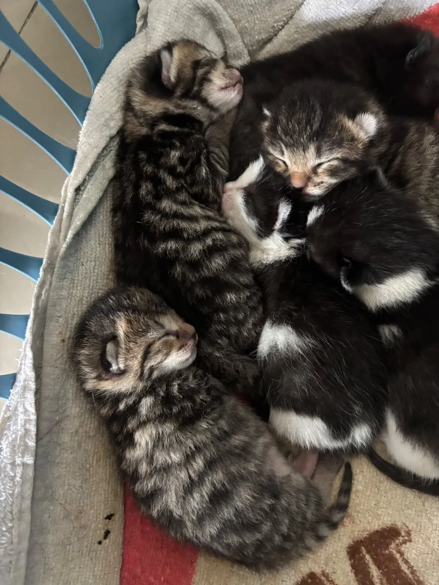 Kittens - Image 2