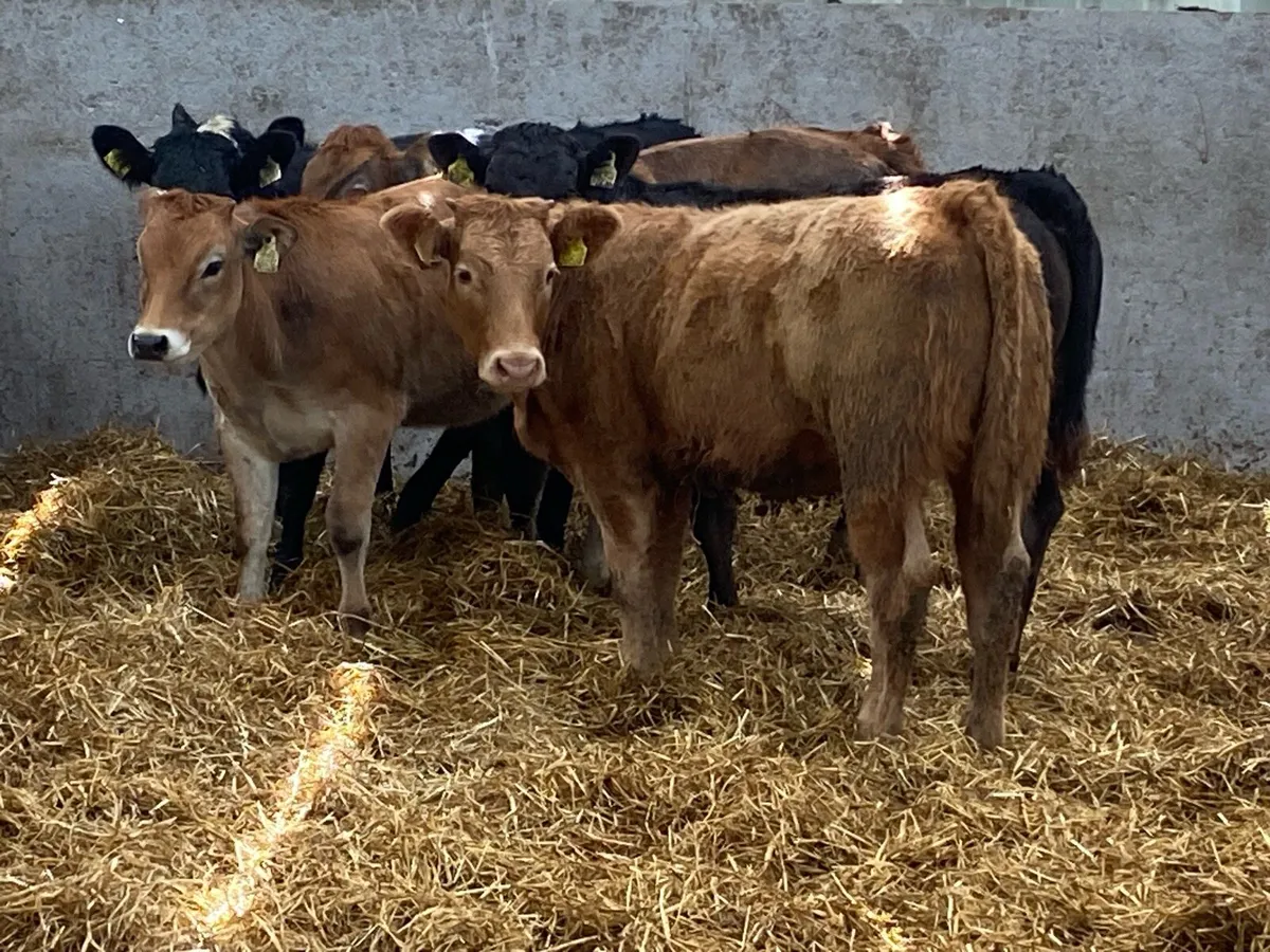 250kg Suckler Heifers ( No Moves ) - Image 2