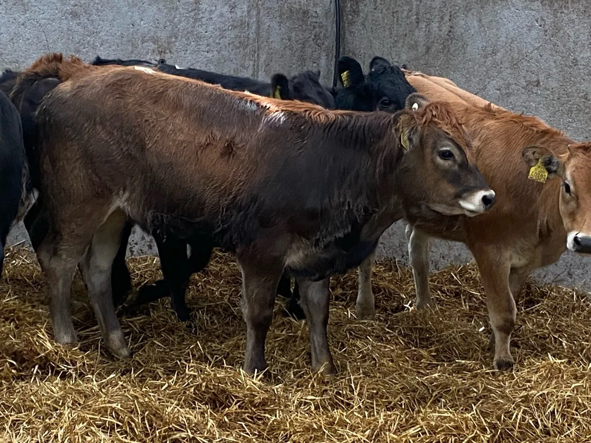 250kg Suckler Heifers ( No Moves ) - Image 3