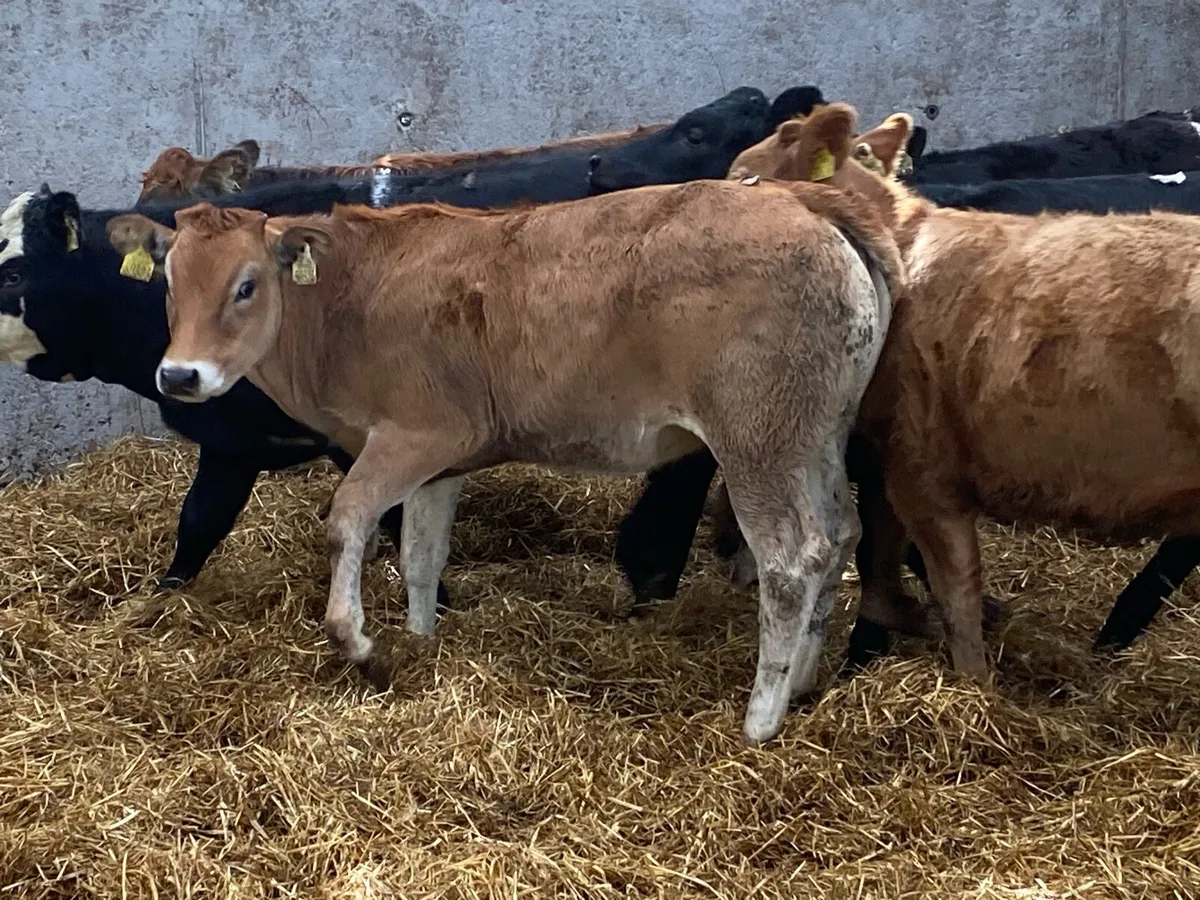 250kg Suckler Heifers ( No Moves ) - Image 1