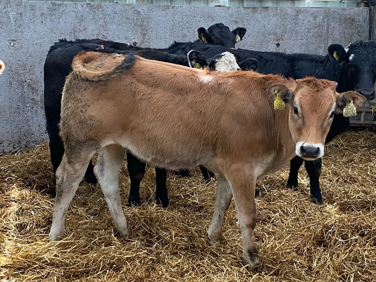 250kg Suckler Heifers ( No Moves ) - Image 4