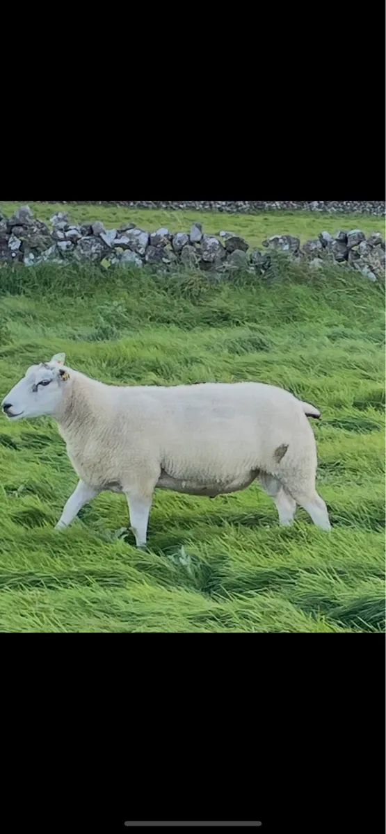 Belclare Ram SIS approved - Image 1