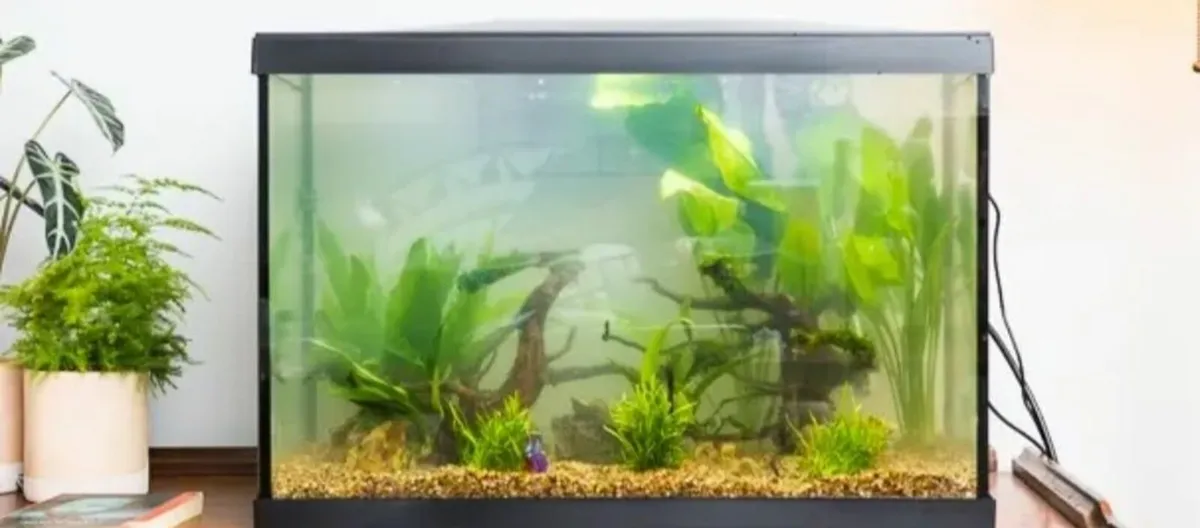 Glass fish tank